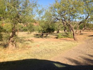 Wild turkeys coming home to roost at the Forest Cliff campsite, Palo Duro Canyon, October 2016